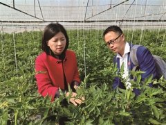 苏小玲的生态农业梦