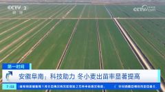 安徽阜南：科技帮力 冬小麦出苗率显著提高