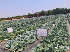 持续7天 免费！山东举办蔬菜优秀品种展现勾当